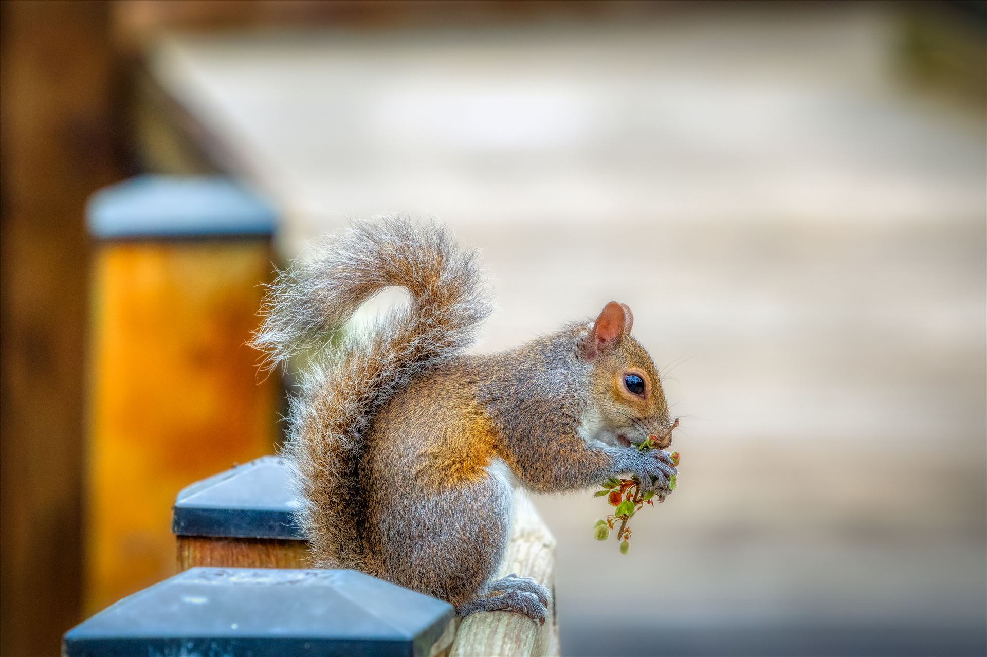 squirrel Squirrel eating while sitting on fence by Terry Kelly Photography