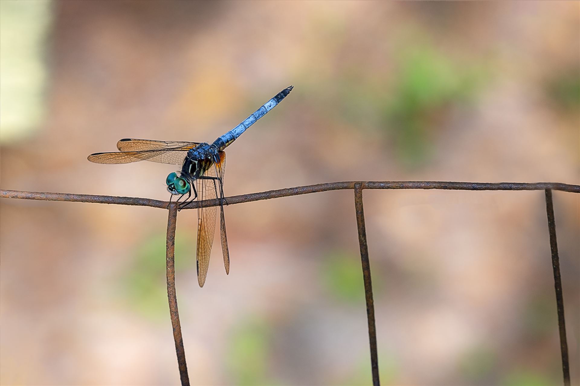 blue green dragonfly on rusted wire fence ss as 8500197.jpg close up macro photography of green and blue dragonfly that landed on an old rusty wire fence by Terry Kelly Photography