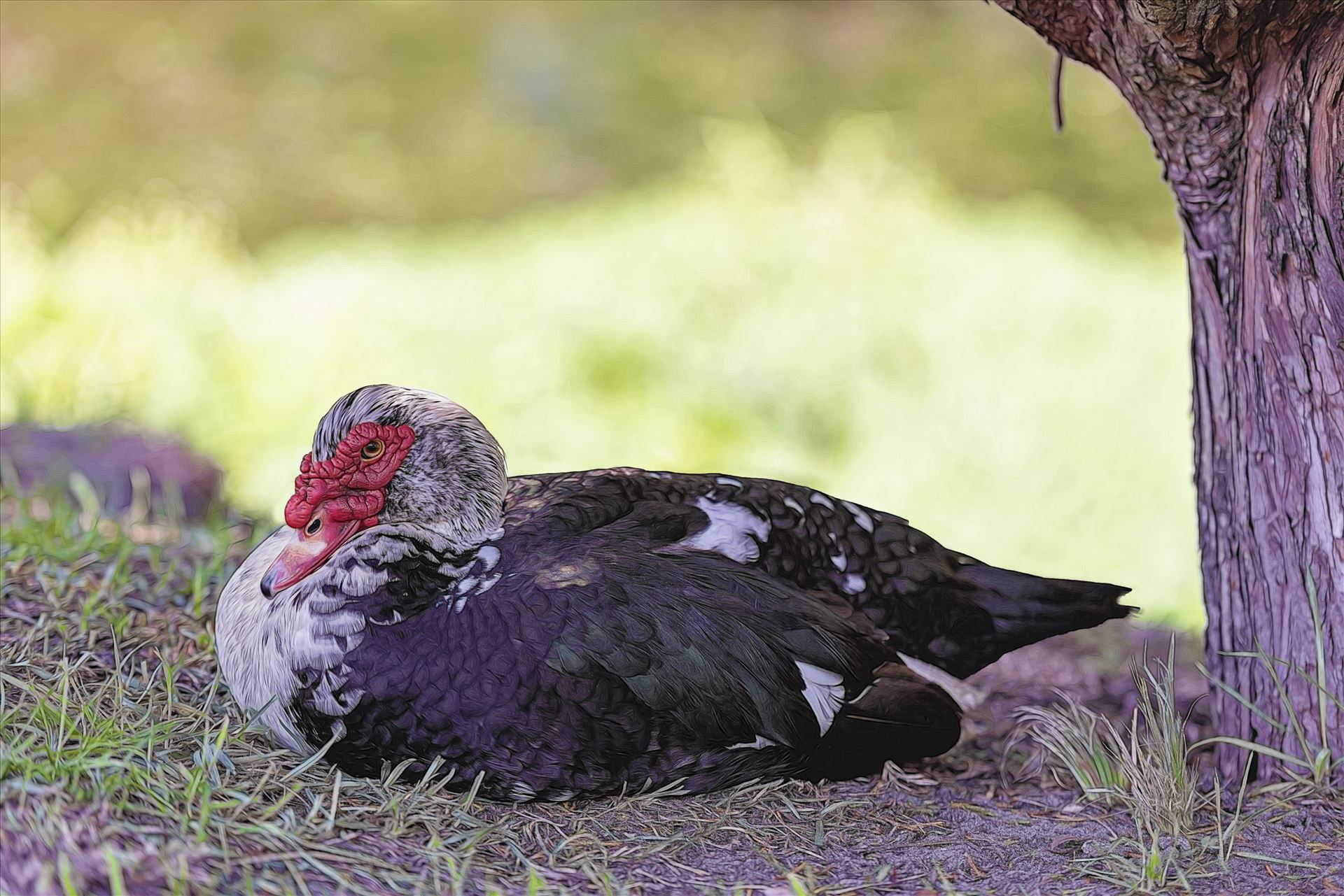 Muscovy Duck 8108650.jpg Muscovy Duck sitting in the shade under a tree in Veterans Park, Callaway, Florida by Terry Kelly Photography