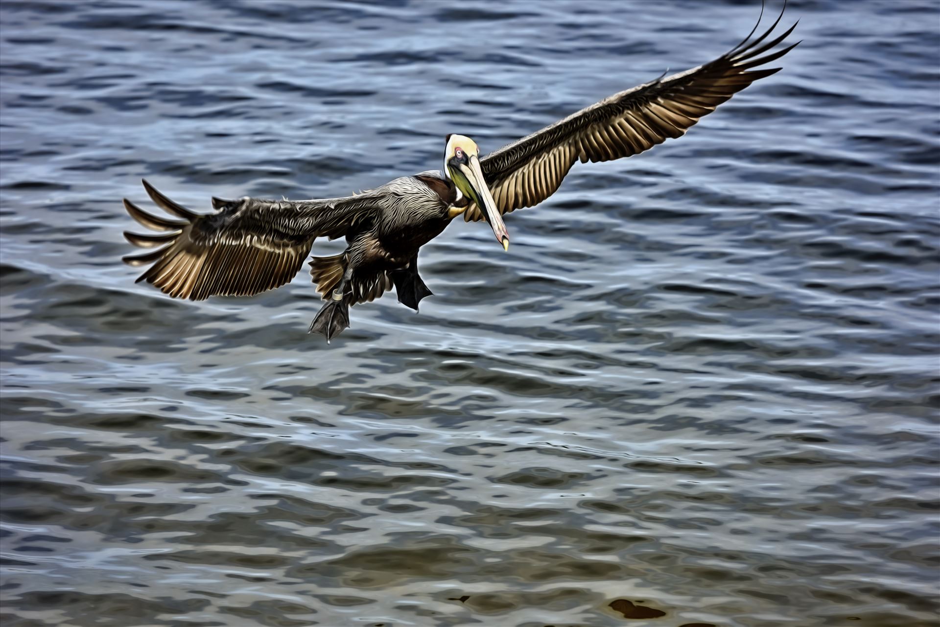 brown pelican landing st. andrews state park 8108262.jpg  by Terry Kelly Photography