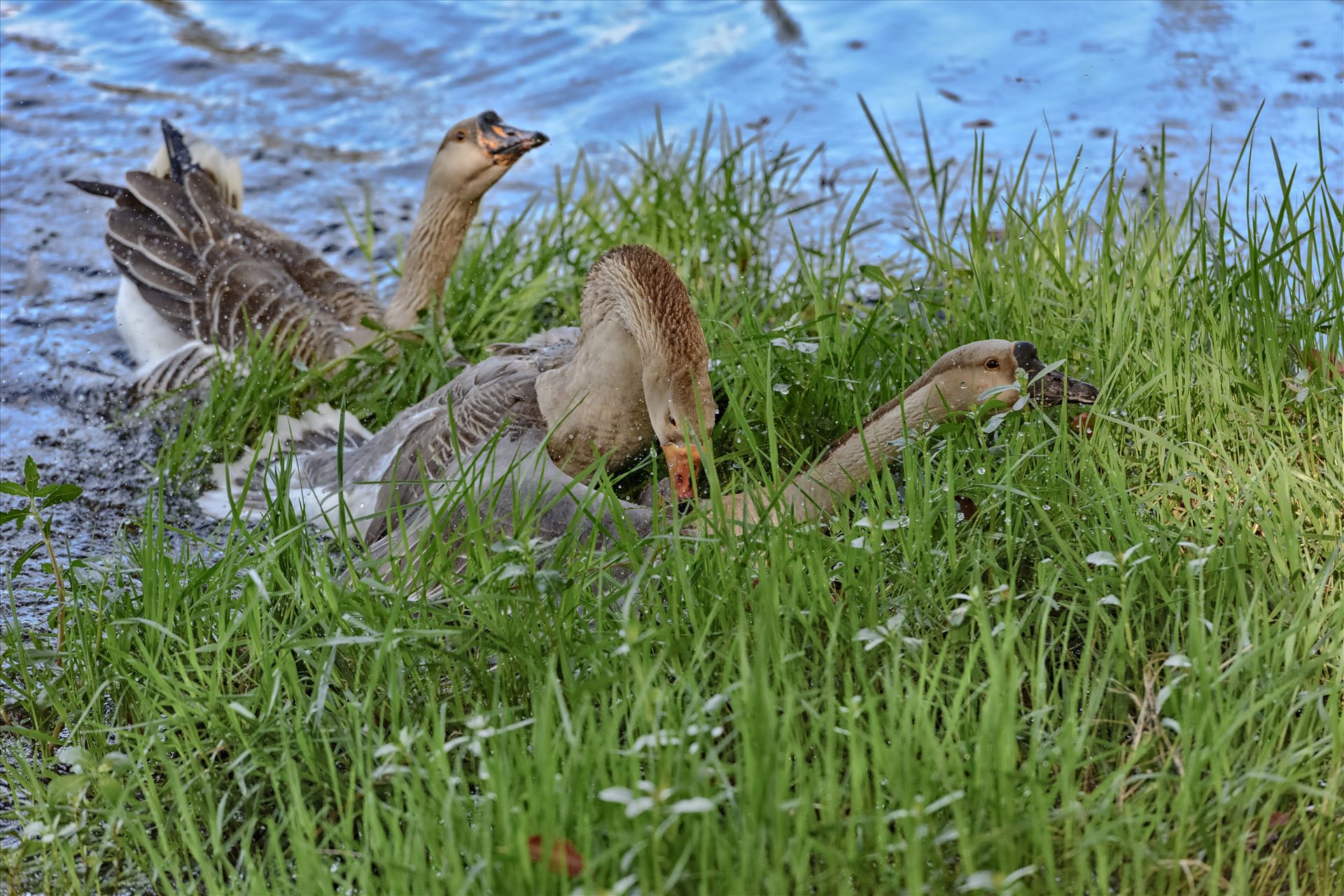 Geese mma at lake caroline 8108182.jpg  by Terry Kelly Photography