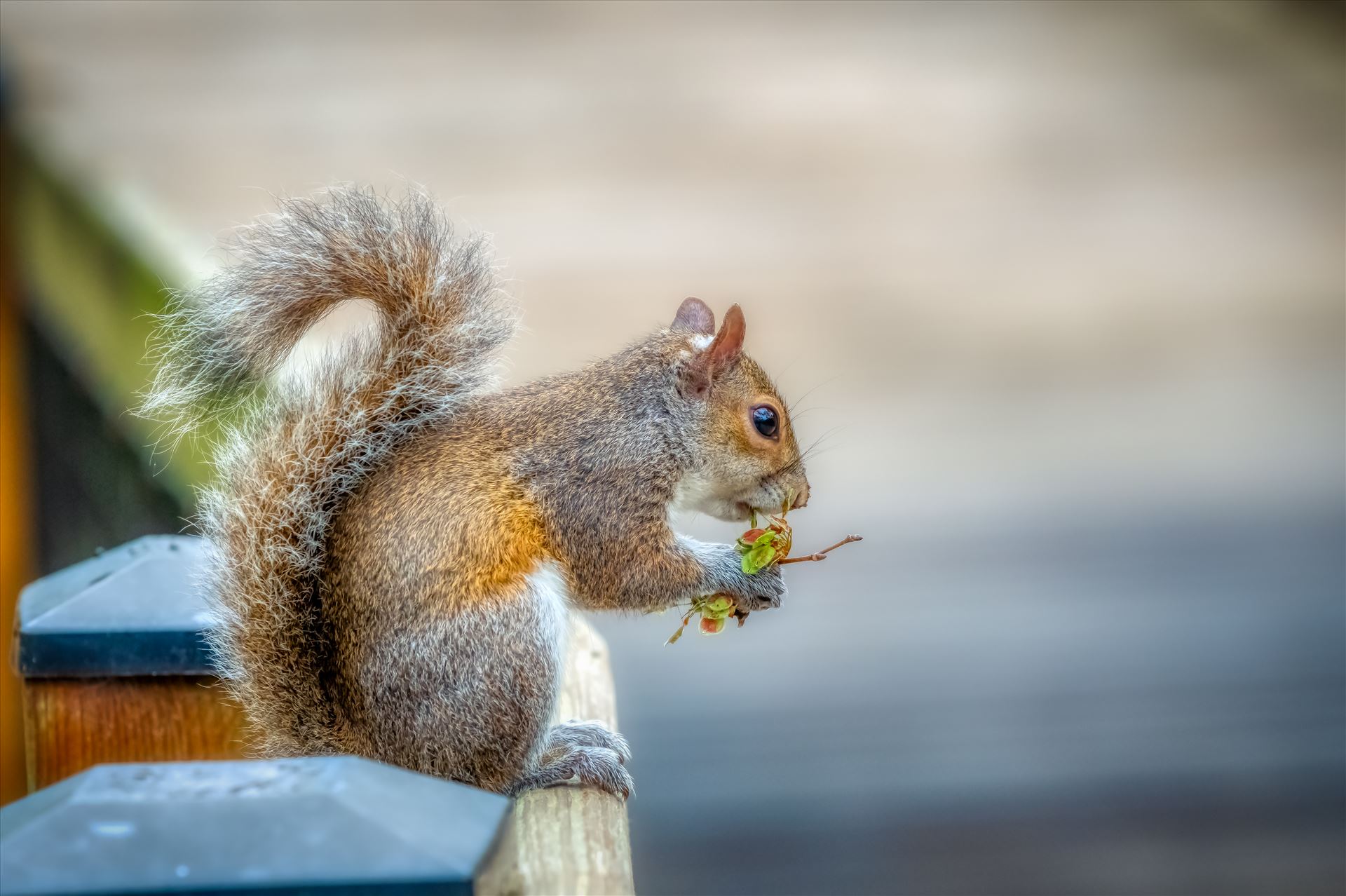 squirrel Squirrel eating while sitting on fence by Terry Kelly Photography