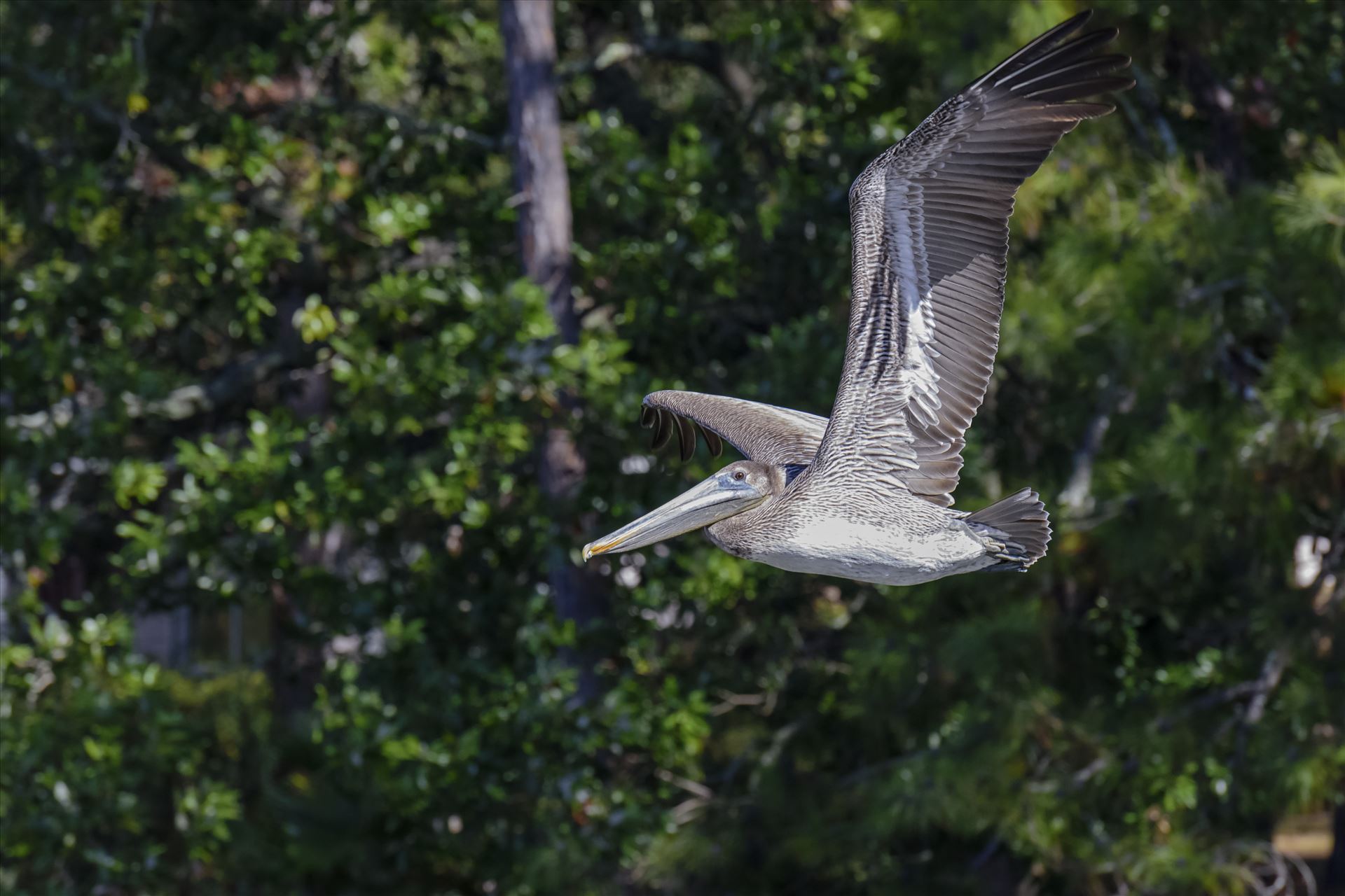 close up brown pelican flying ss 8106764.jpg  by Terry Kelly Photography