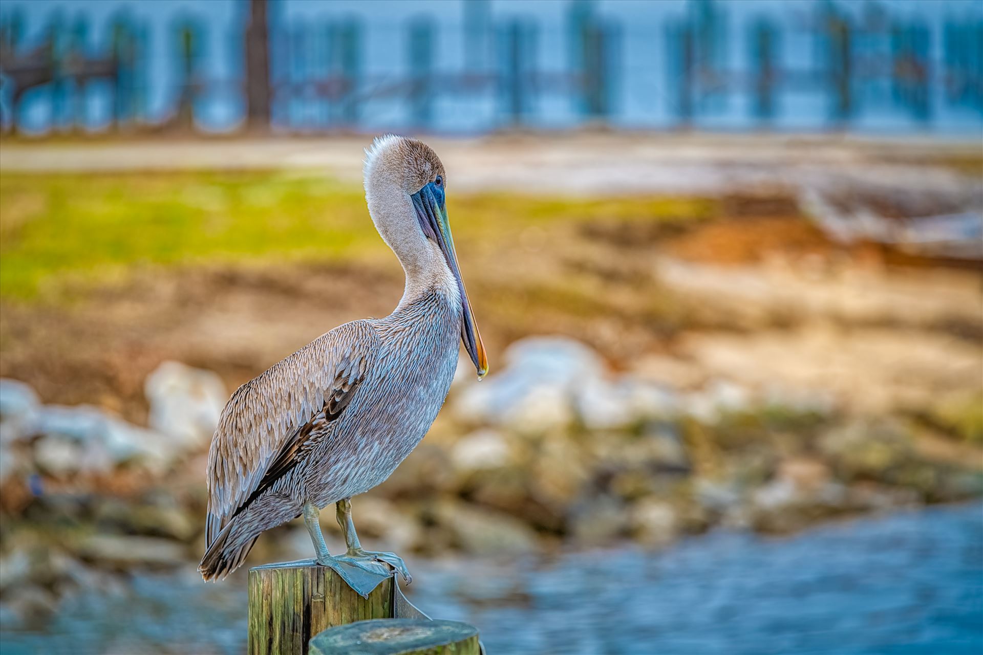 brown pelican brown pelican standing on post by Terry Kelly Photography