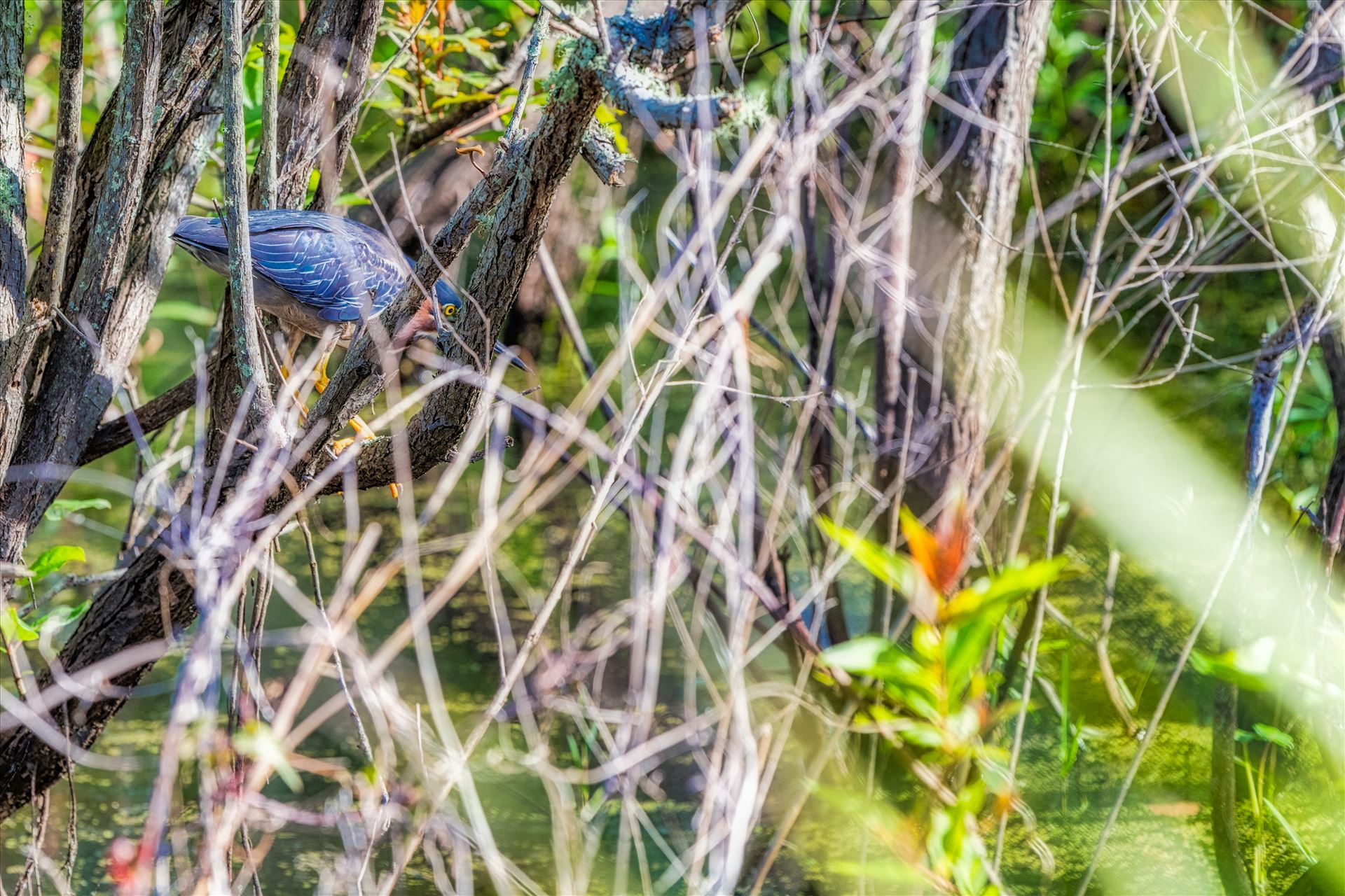 Green Heron Green Heron stalking food in gator lake at St. Andrews State Park by Terry Kelly Photography