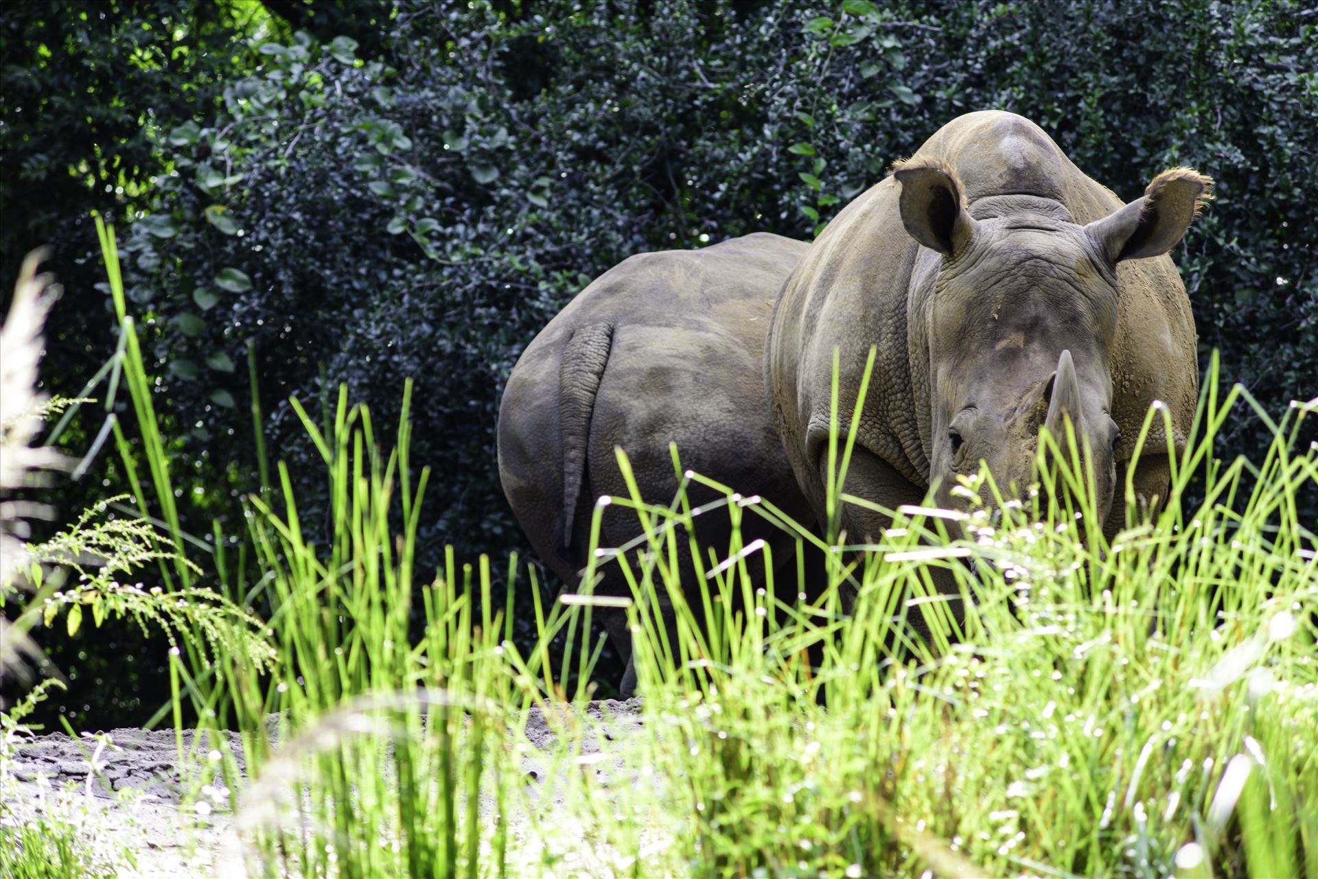 _RAW0045.jpg Rhinocerous by Terry Kelly Photography