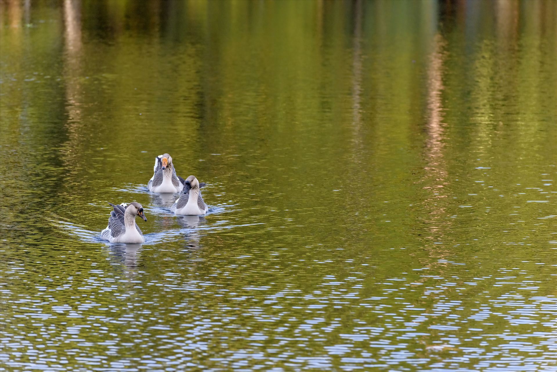 three gease swimming in pond ss RAW6220.jpg  by Terry Kelly Photography