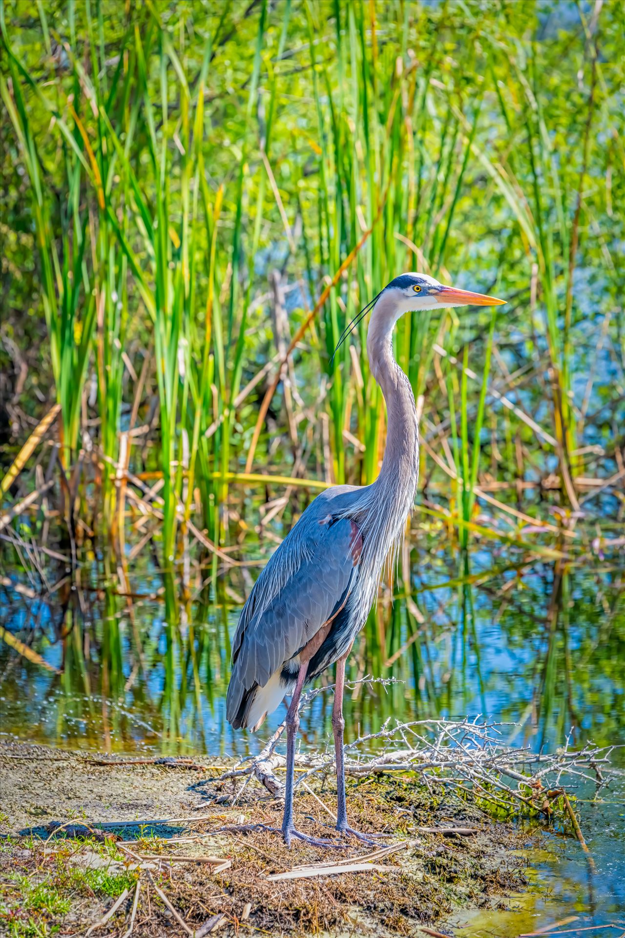 great blue heron great blue heron stand on bank of gator lake at St. Andrews State park, Panama City, Florida by Terry Kelly Photography