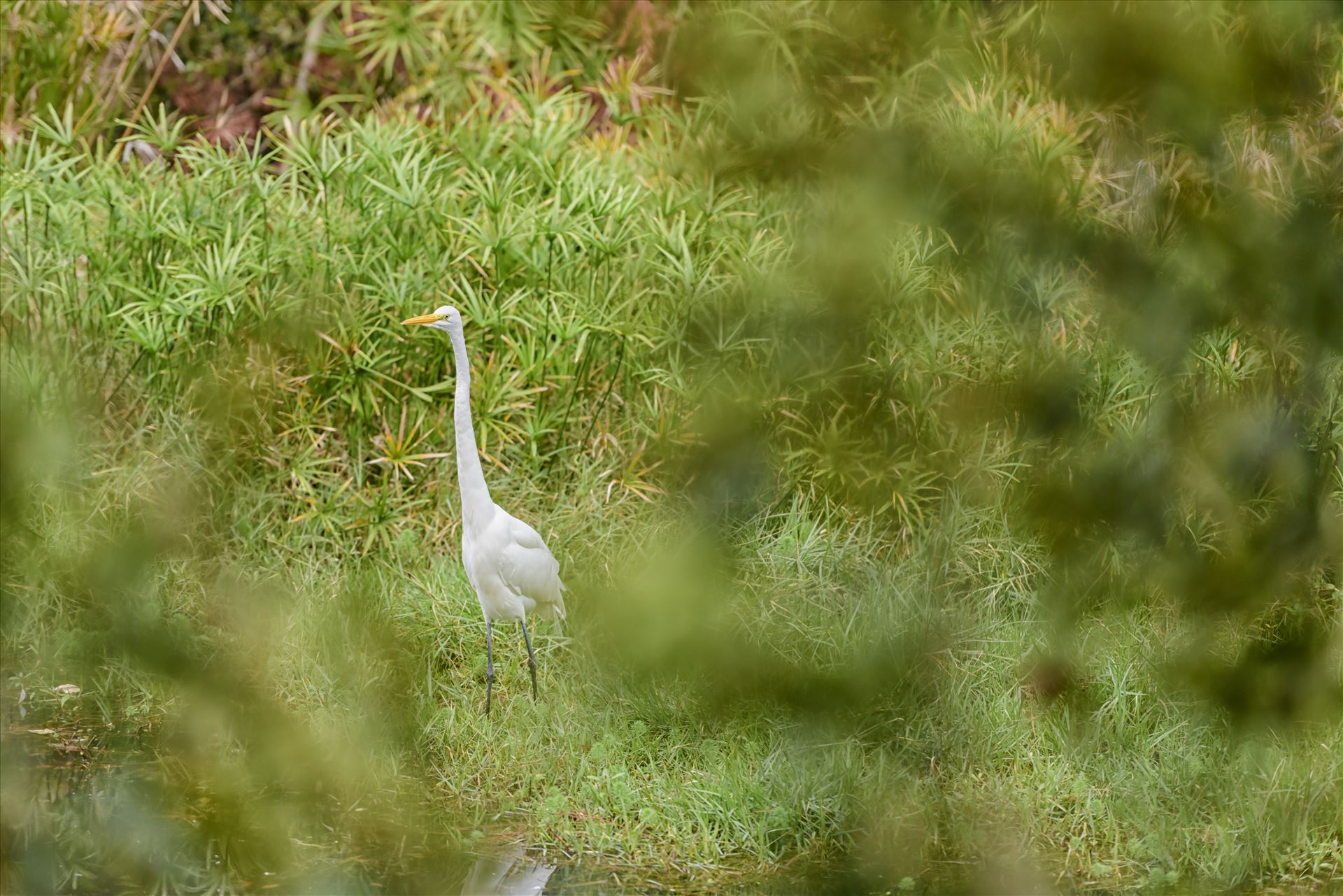 great egret standing tall ss RAW6093.jpg  by Terry Kelly Photography