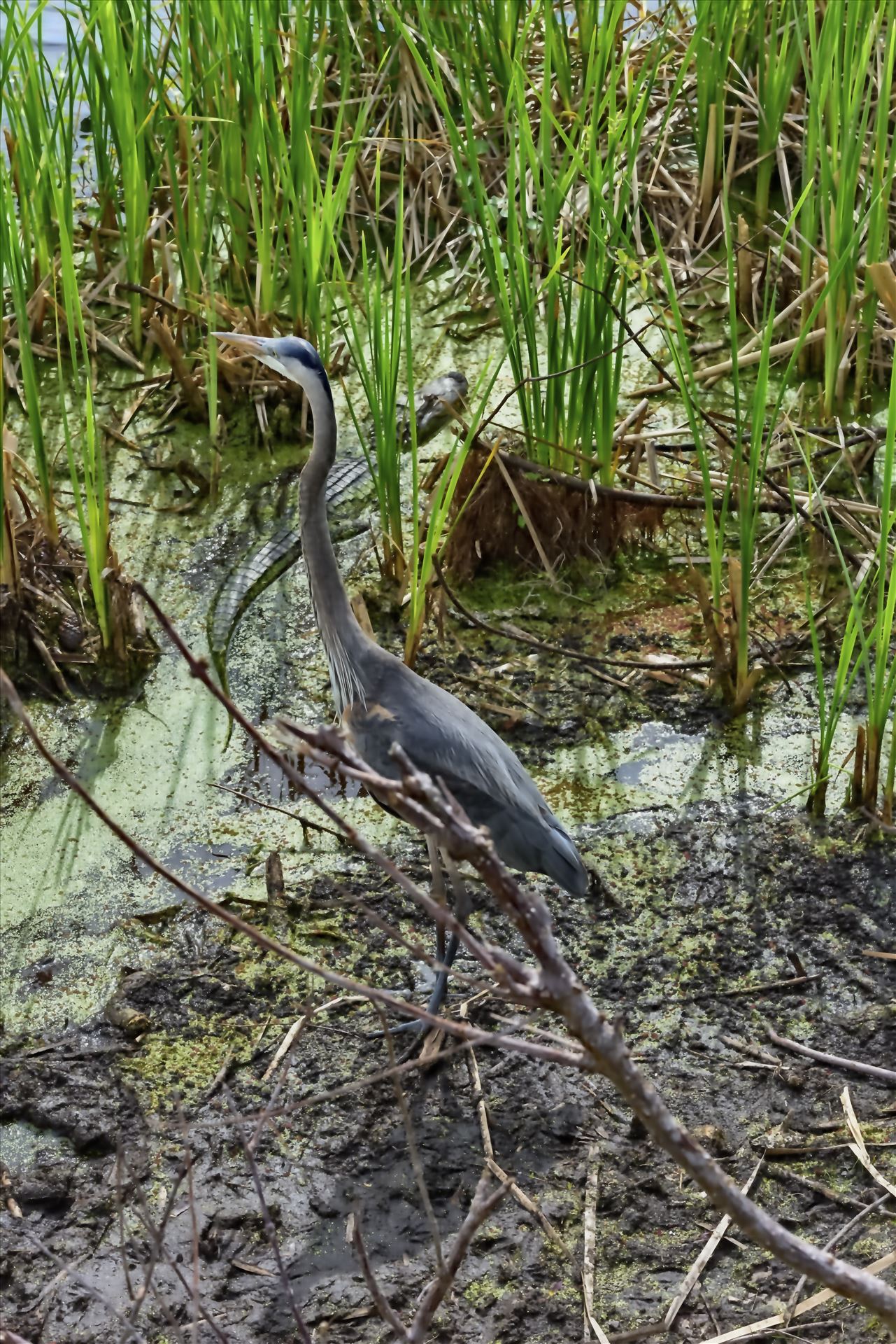 great blue heron and gator at gator lake st. andrews state park 8108376.jpg  by Terry Kelly Photography