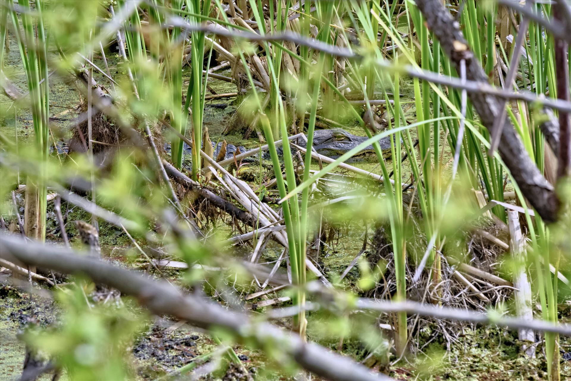 i see you gator at gator lake st. andrews state park 8108378.jpg  by Terry Kelly Photography