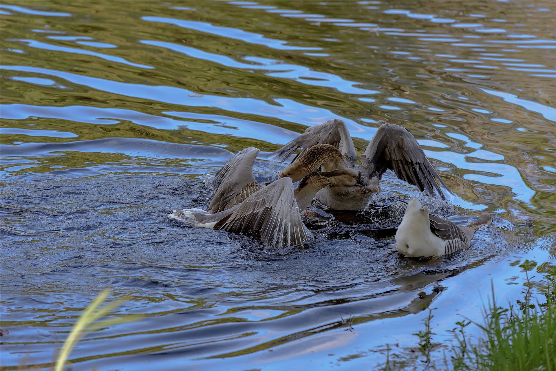 Geese mma at lake caroline 8108145.jpg  by Terry Kelly Photography