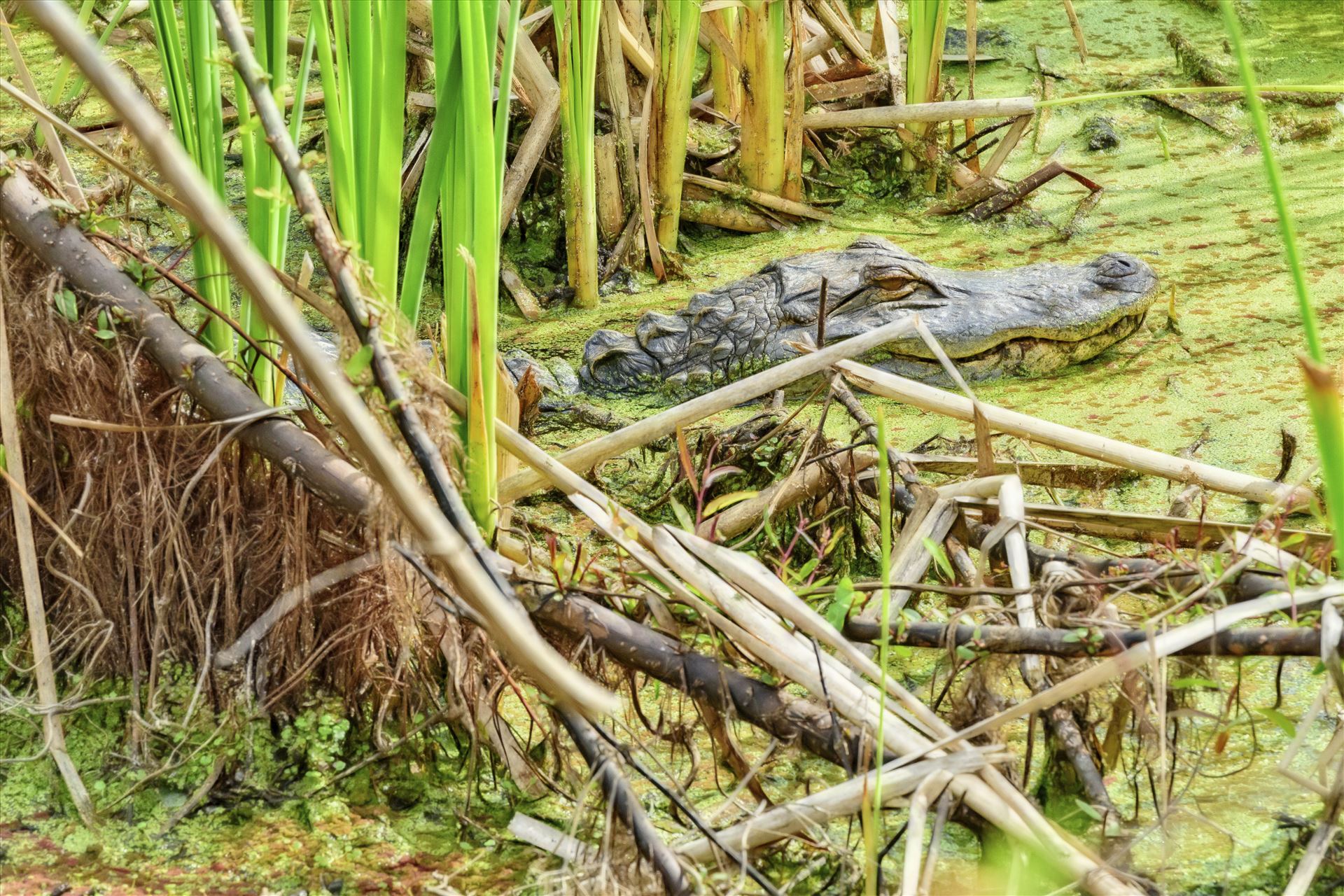 gator at gator lake in st. andrews state park 8108379.jpg  by Terry Kelly Photography