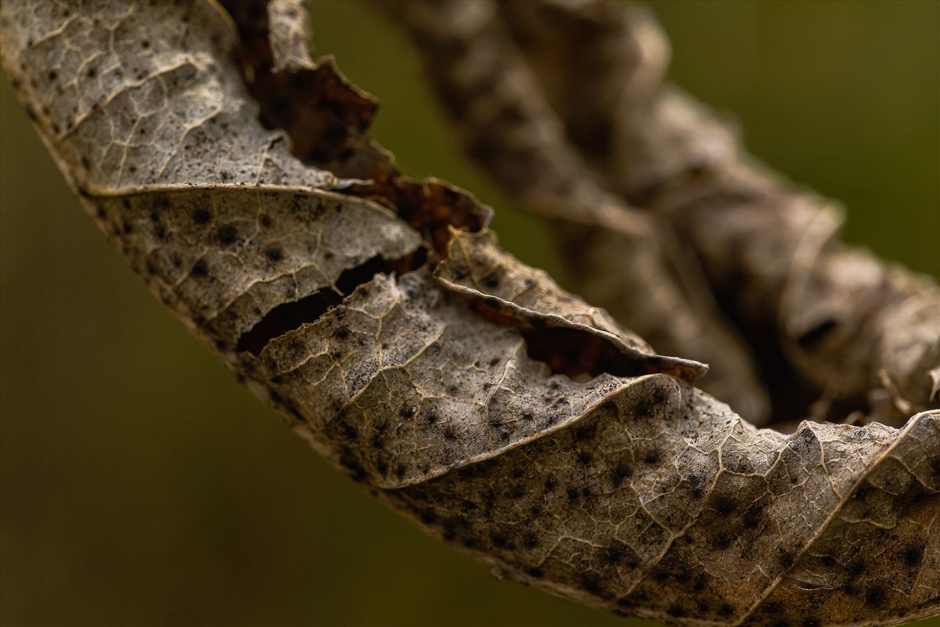 A close-up, selective focus on a brown leaf suspended A close-up, selective focus on a brown leaf suspended, showcasing the beauty in the intricate details of life's inevitable cycle. by Terry Kelly Photography