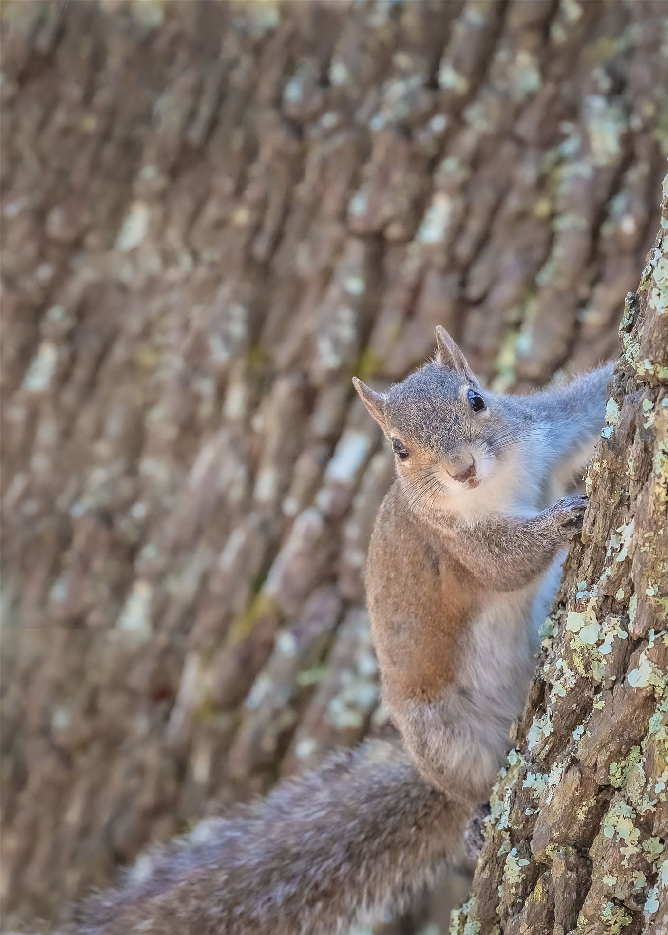 Squirrel squirrel on oak tree by Terry Kelly Photography