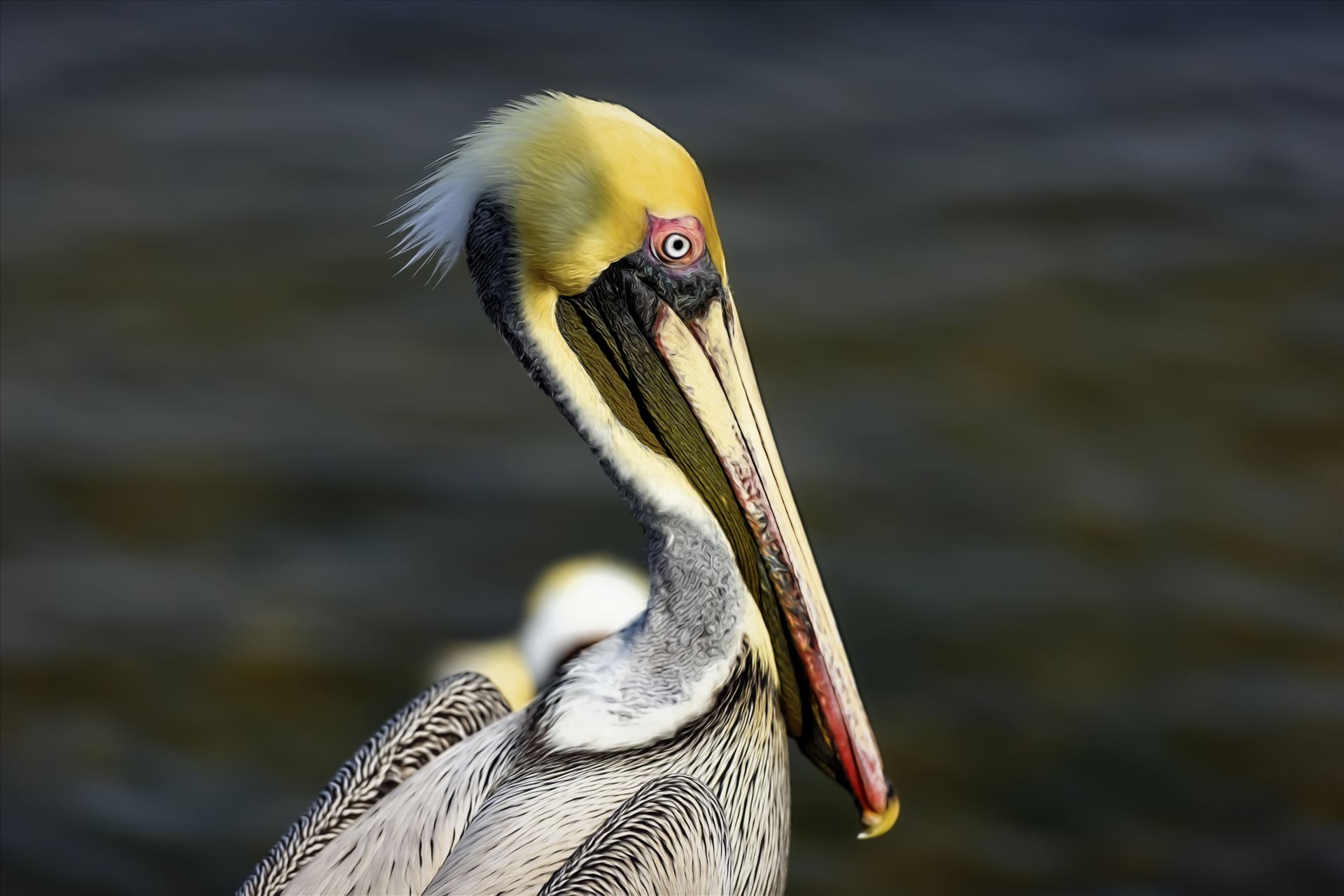 brown pelican portrait st. andrews state park 8108272.jpg  by Terry Kelly Photography