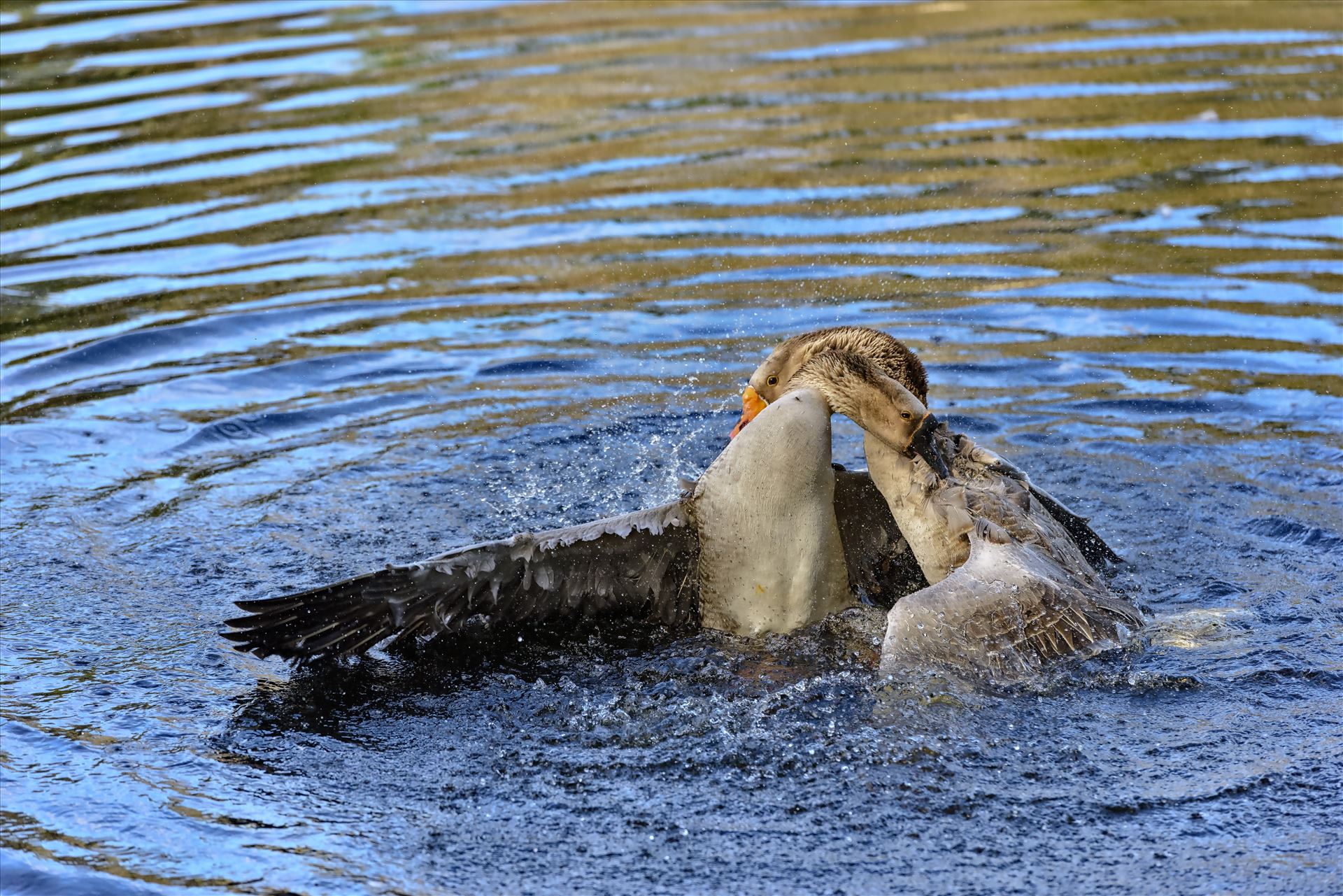 Geese mma at lake caroline 8108171.jpg  by Terry Kelly Photography