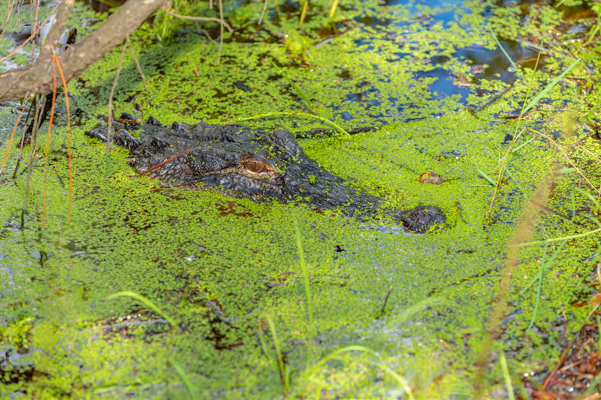 3-4 foot alligator at the very edge of path, gator lake at st andrews state park ss as-8502097.jpg Scary that I didn't see this guy until I was right in front of him! On the path beside gator lake in St. Andrews state park, Florida by Terry Kelly Photography
