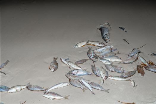 Red Tide fish kill by Terry Kelly Photography