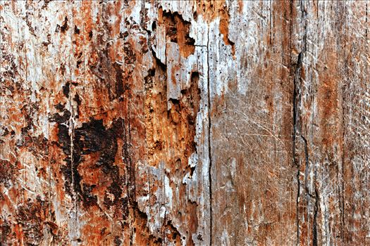 abstract macro of dead tree trunk by Terry Kelly Photography