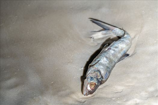 Red Tide fish kill by Terry Kelly Photography