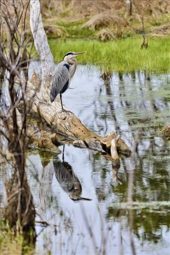 great blue heron on log at st. andrews state park 8108365.jpg by Terry Kelly Photography