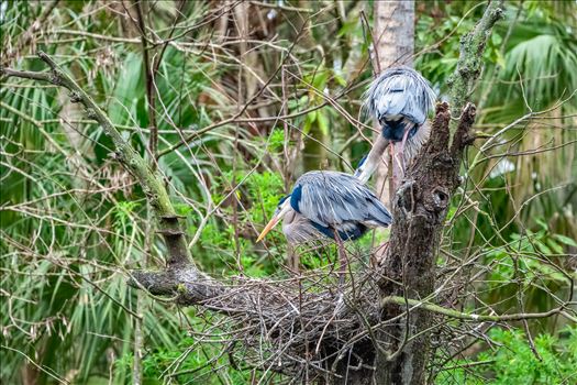 great blue heron by Terry Kelly Photography