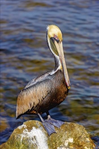 Brown Pelicans photographed at St. Andrews State Park, Panama City, Florida. USA by Terry Kelly Photography