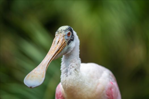 roseate spoonbill by Terry Kelly Photography
