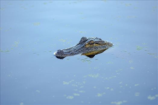 small gator at gator lake st. andrews state park panama city florida RAW3960.jpg by Terry Kelly Photography