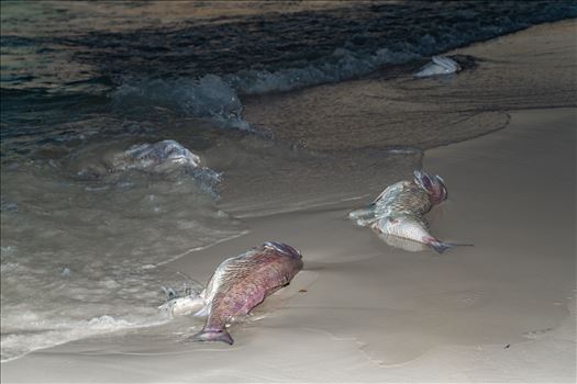 Red Tide fish kill by Terry Kelly Photography