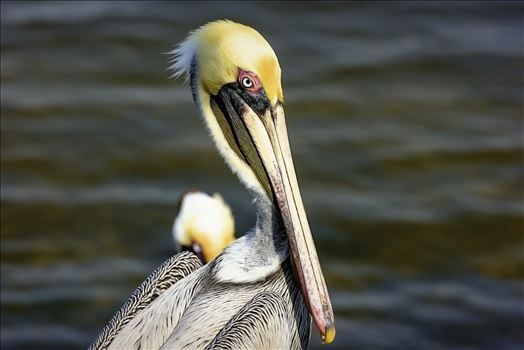 brown pelican portrait st. andrews state park 8108271.jpg by Terry Kelly Photography