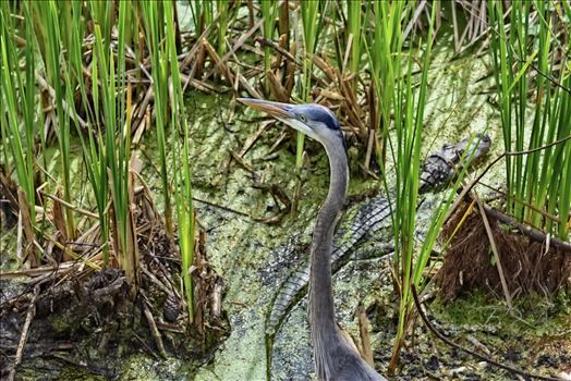 great blue heron and gator at gator lake st. andrews state park 8108374.jpg by Terry Kelly Photography