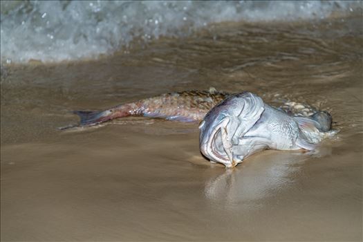 dead red fish from red tide panama city beach florida ss gi as -8502164.jpg by Terry Kelly Photography