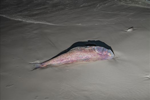 Red Tide by Terry Kelly Photography