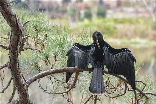 Cormorant on pine tree branch ss RAW6104.jpg by Terry Kelly Photography