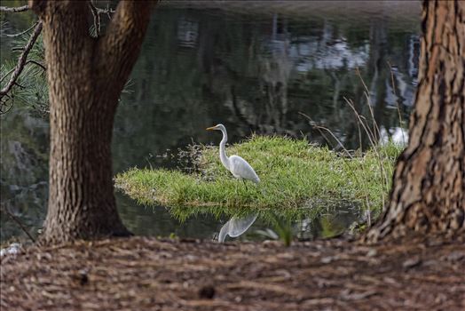 Great white egret ss alamy 8106412.jpg by Terry Kelly Photography