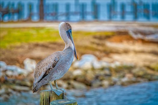 brown pelican by Terry Kelly Photography