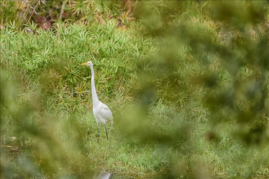 great egret standing tall ss RAW6093.jpg by Terry Kelly Photography