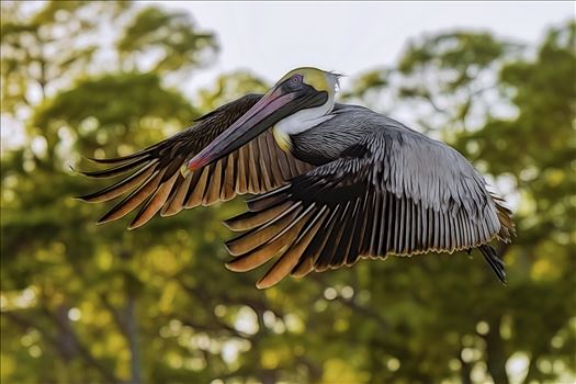 brown pelican st. andrews state park 8107963.jpg by Terry Kelly Photography