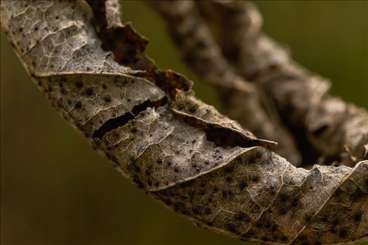 A close-up, selective focus on a brown leaf suspended by Terry Kelly Photography