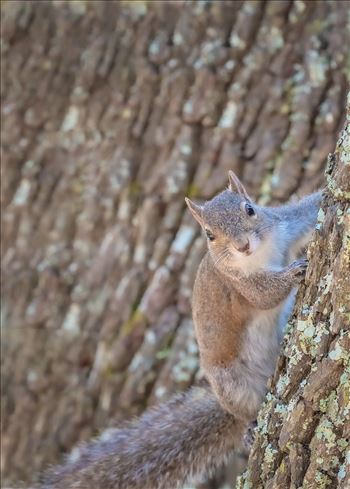Squirrel by Terry Kelly Photography