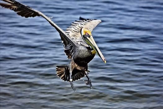 brown pelican landing st. andrews state park 8108265.jpg by Terry Kelly Photography