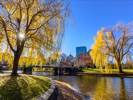 Trees show their vibrant fall color in the famous Boston Public Garden in Boston, Massachusetts by New England Photography