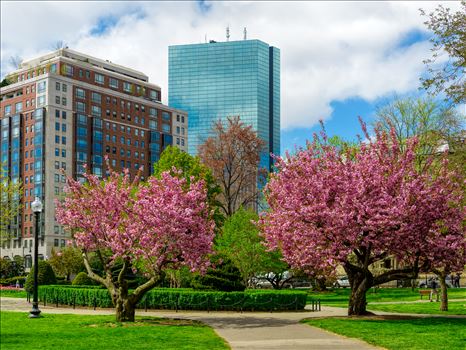 Trees show their beautiful spring color in the historic Boston Public Garden in Boston, Massachusetts by New England Photography