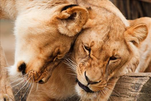 MaxPixel.freegreatpicture.com-Carnivore-Cuddle-Cat-Big-Africa-Animal-Couple-17344.jpg by pepsifueled