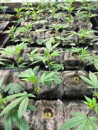 Cannabis Growing Nutrients RIOCOCO MMJ’s premium quality offers cannabis growing nutrients and helps in healthy plant growth. For more visit: https://www.riococo-mmj.com/a-beginners-guide-to-growing-cannabis-with-coco-coir/ by riococommjusa