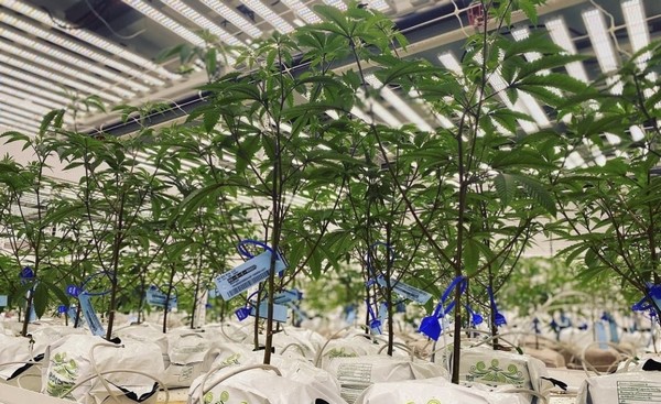 Hydroponic Cannabis Growing RIOCOCO MMJ offers 100% organic, natural, and biodegradable coco coir substrates for hydroponic cannabis growing. For more details, visit: https://www.riococo-mmj.com/a-beginners-guide-to-growing-cannabis-with-coco-coir/ by riococommjusa
