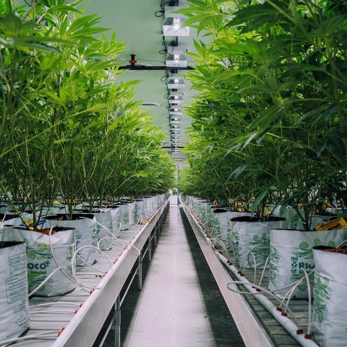 growing with coco coir RIOCOCO MMJ offer one of the best coco coir substrates for hydroponics farming, vertical farming, urban gardening, rooftop gardening, open field farming, and more. For more visit: https://www.riococo-mmj.com/ by riococommjusa