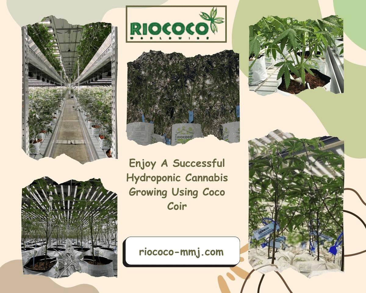 Enjoy A Successful Hydroponic Cannabis Growing Using Coco Coir.gif Are you looking for an effective and safe medium for hydroponic cannabis growing? If yes, then it’s time to give coco coir a try. For more visit:  https://www.riococo-mmj.com/a-beginners-guide-to-growing-cannabis-with-coco-coir/ by riococommjusa